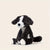 Border Collie Plush