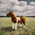 Horse Stuffed Animal