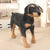 Rottweiler Plush Toy